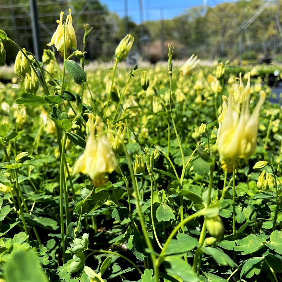 Aquilegia can. 'Corbett' - Wild Columbine from Babikow