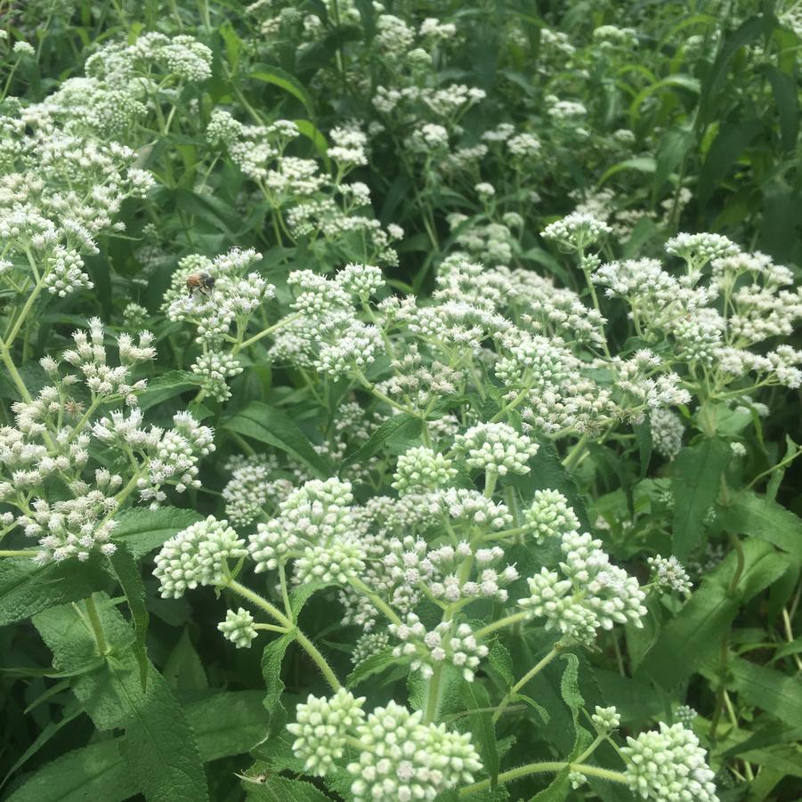 Eupatorium perfoliatum - Commen Boneset from Babikow Wholesale Nursery