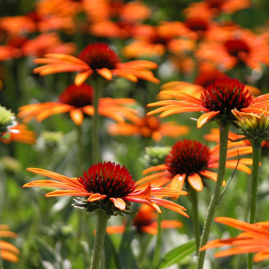 Echinacea 'Som.Flamenco Orange' - Hybrid Coneflower from Babikow Wholesale Nursery