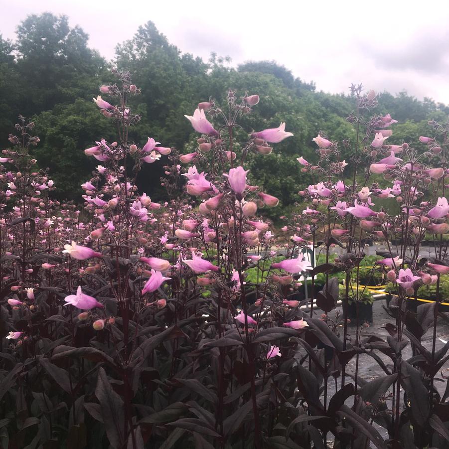 Penstemon x 'Dark Towers' - Beard Tongue from Babikow Wholesale Nursery