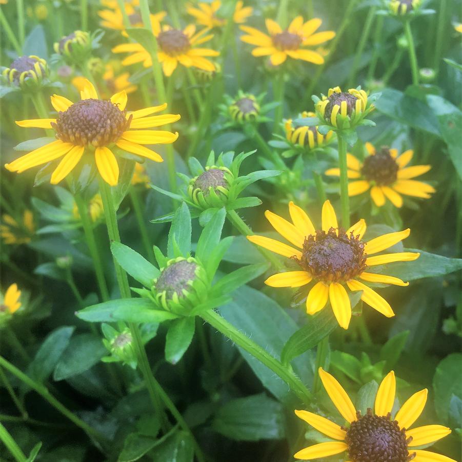 Rudbeckia 'Little Goldstar' - Coneflower from Babikow Wholesale Nursery