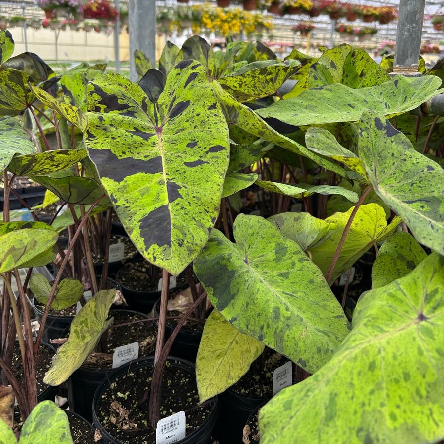 Colocasia 'Mojito' - Elephant Ears from Babikow Wholesale Nursery