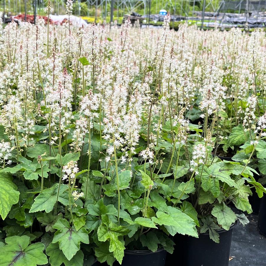 Tiarella cordifolia - Foamflower from Babikow Wholesale Nursery