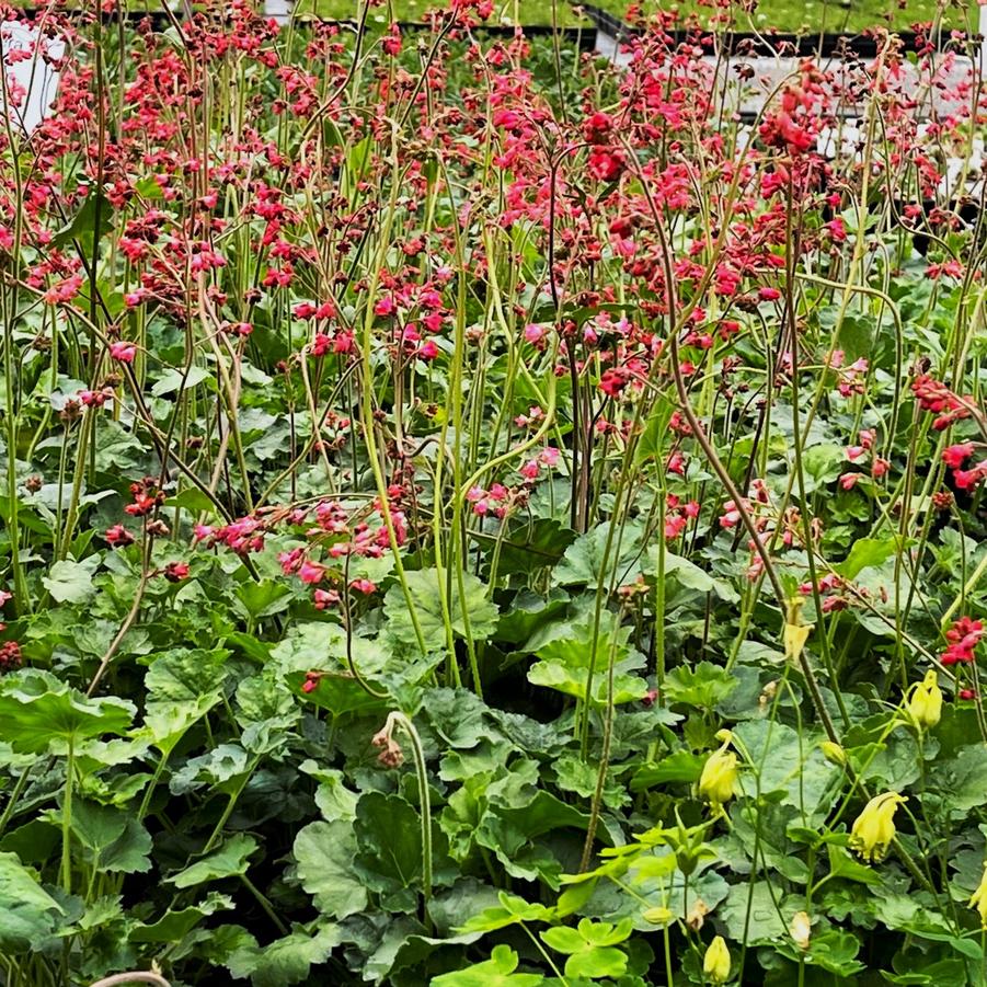 Heuchera x 'Firefly' - Coral Bells from Babikow