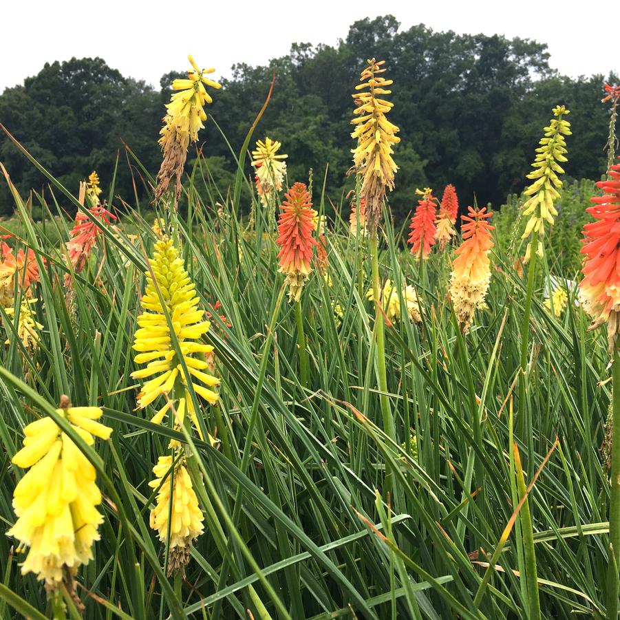 Kniphofia uva. 'Flamenco Mix' - Red Hot Poker Plant from Babikow Wholesale Nursery