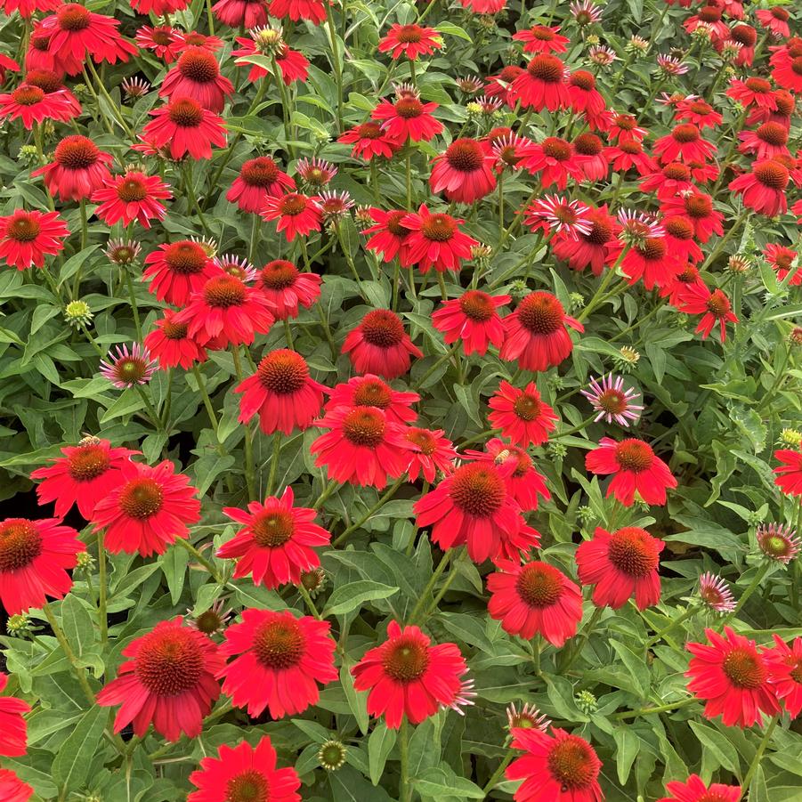 Echinacea Sombrero® 'Sombrero Salsa Red' - from Babikow Wholesale Nursery