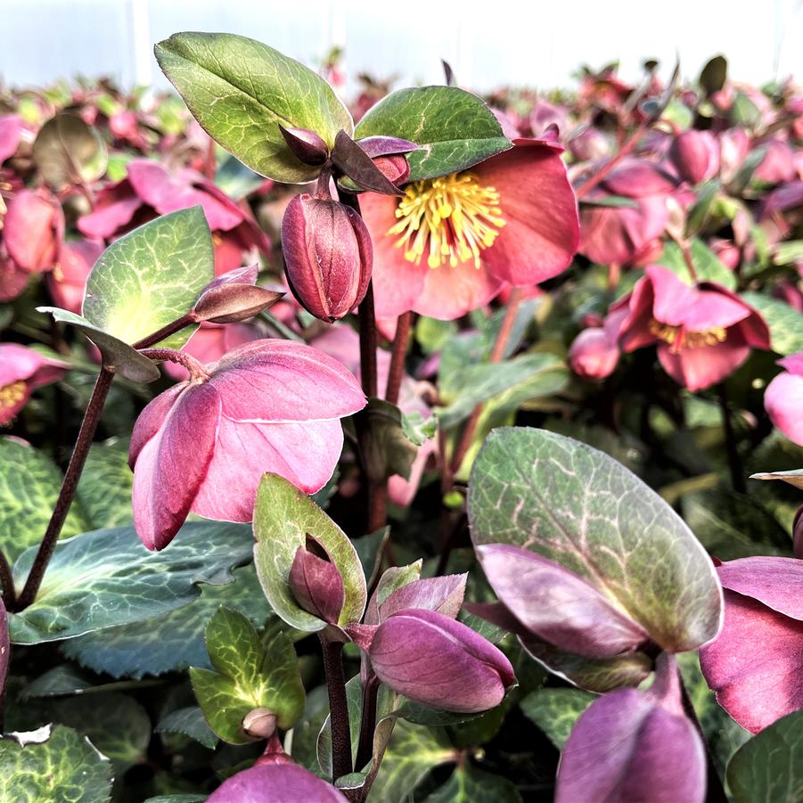 Helleborus 'Frostkiss Penny's Pink' - from Babikow Wholesale Nursery