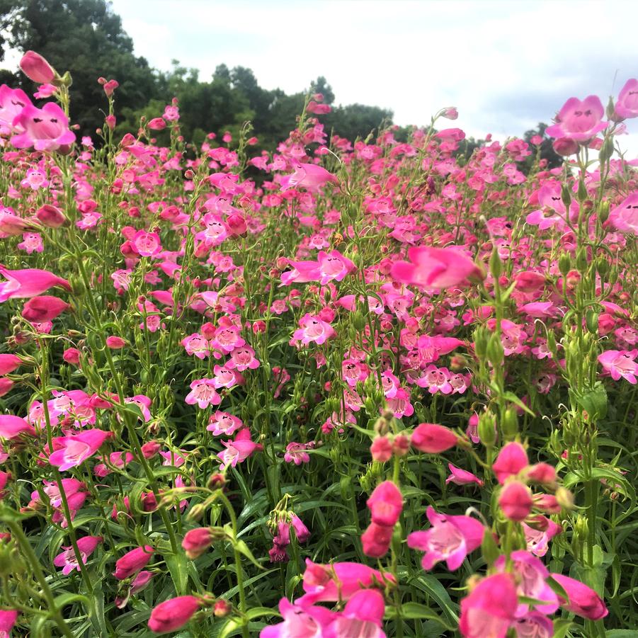 Penstemon 'Red Rocks' - from Babikow Wholesale Nursery