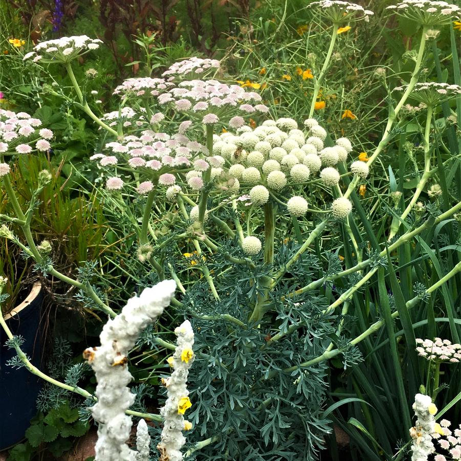 Seseli gummiferum - Moon Carrot from Babikow Wholesale Nursery