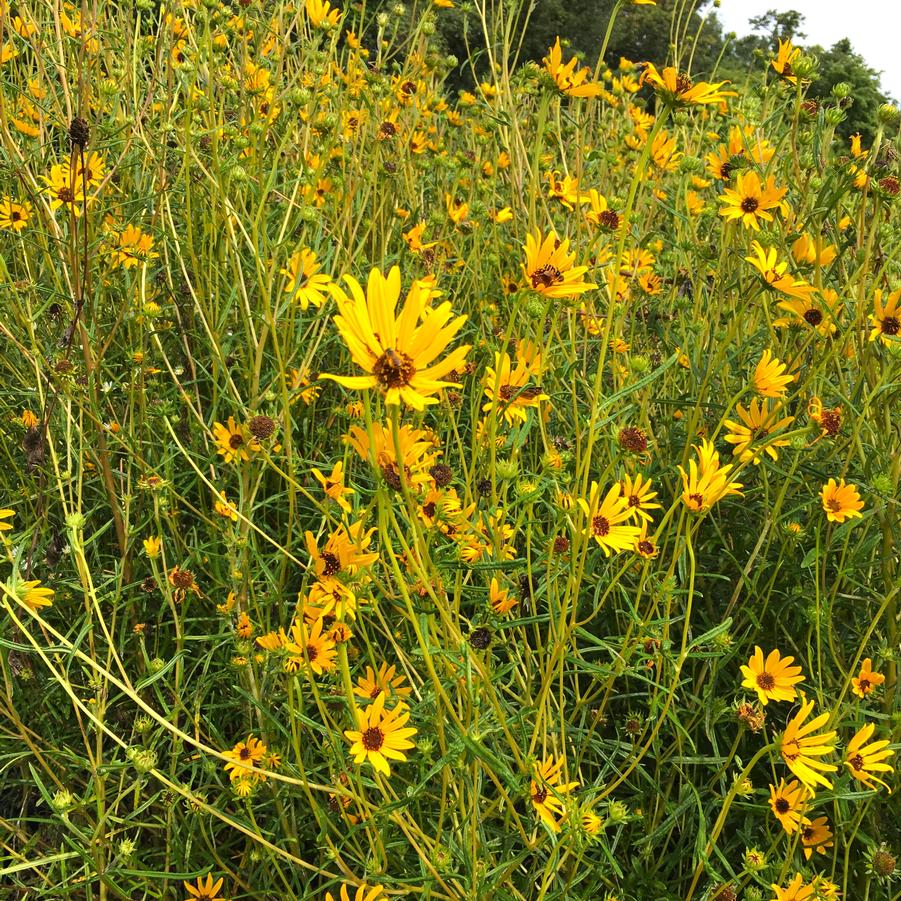 Helianthus angustifolius - Swamp Sunflower from Babikow Wholesale Nursery