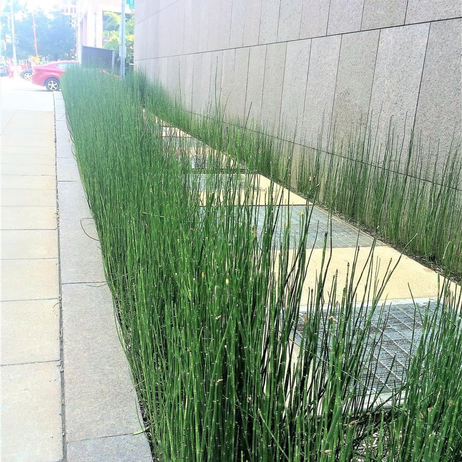 Equisetum hyemale - Scouring Rush from Babikow Wholesale Nursery