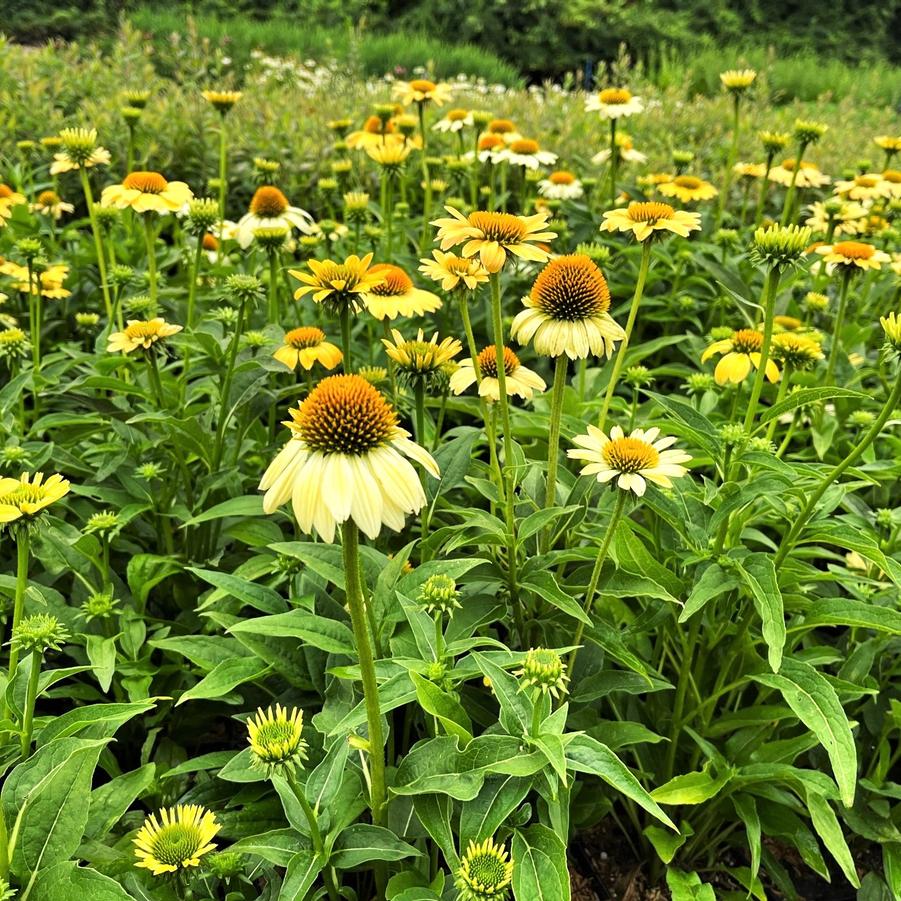 Echinacea 'Mellow Yellows' - from Babikow Wholesale Nursery