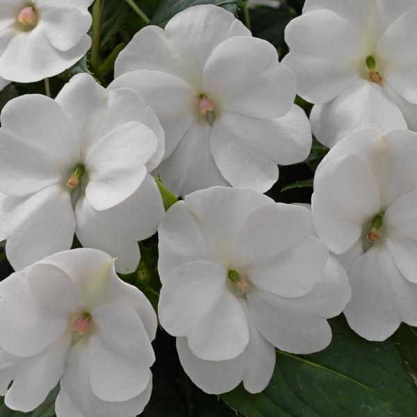 Impatiens SunPatiens Compact 'White' - from Babikow