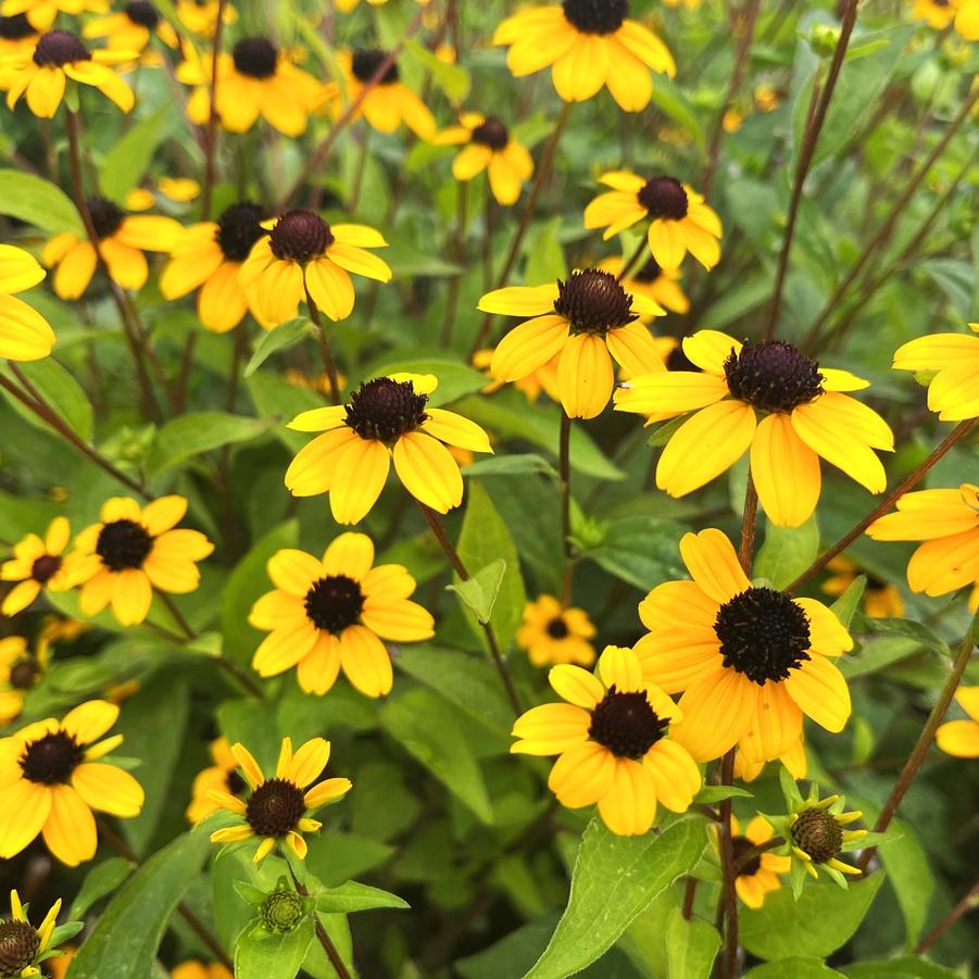 Rudbeckia tri. 'Black Jack Gold' - from Babikow Wholesale Nursery