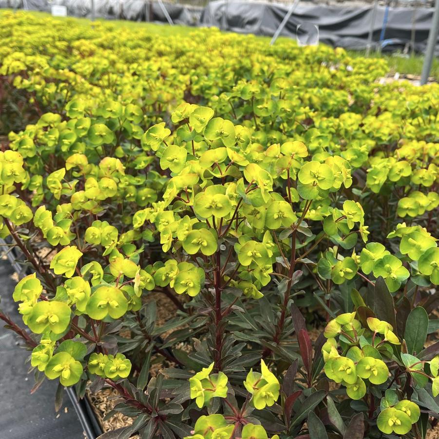 Euphorbia purpurea - from Babikow Wholesale Nursery