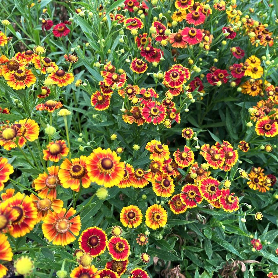 Helenium 'Helena Red Shades' - from Babikow Wholesale Nursery