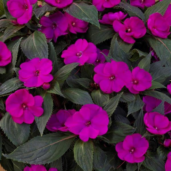 Impatiens Sunpatiens Compact 'Purple' - from Babikow