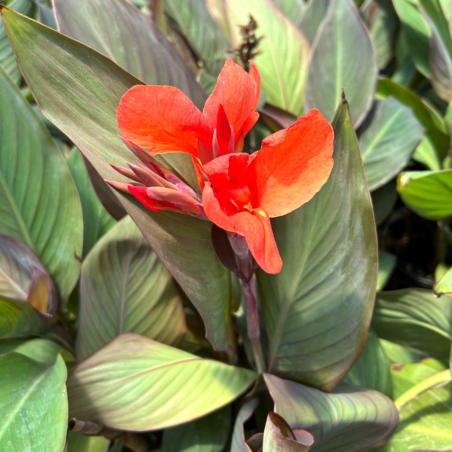 Canna Cannova 'Bronze Orange' - from Babikow Wholesale Nursery