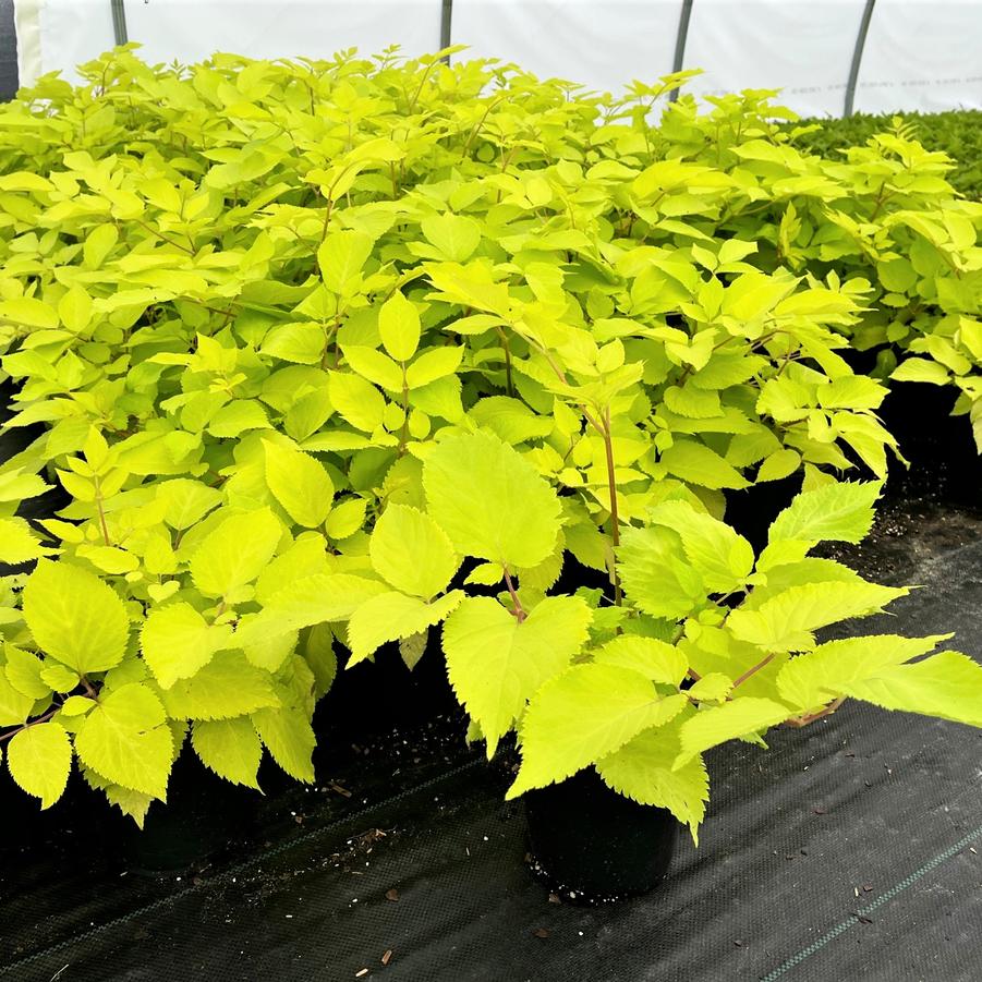 Aralia cordata 'Sun King' - from Babikow Wholesale Nursery