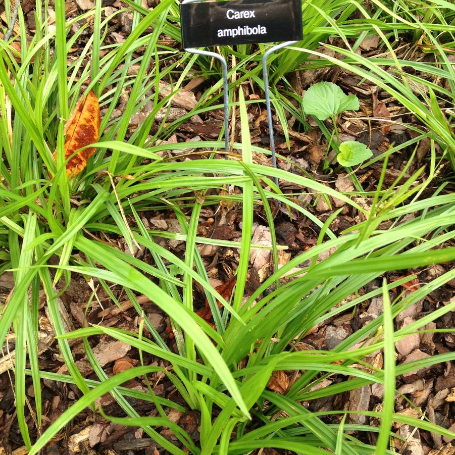 Carex amphibola - Creek Sedge from Babikow Wholesale Nursery