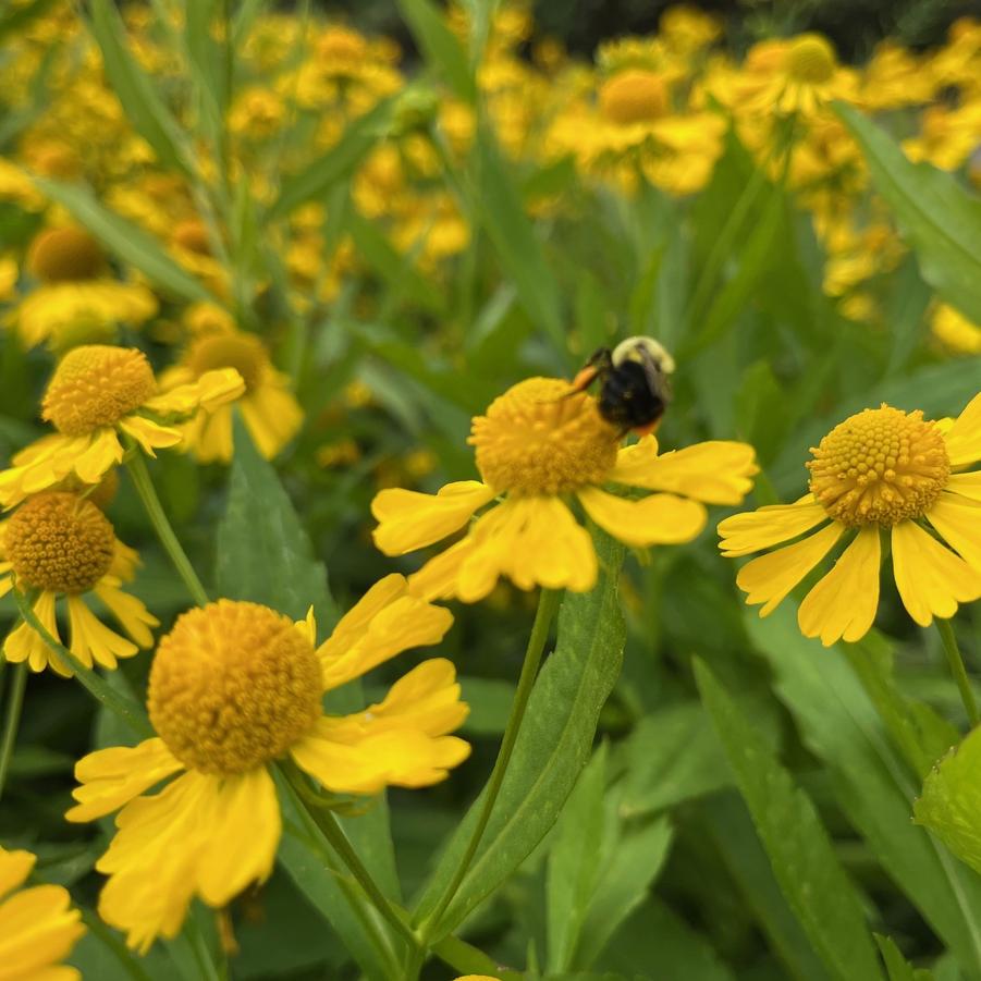 Helenium 'Helena Gold' - from Babikow Wholesale Nursery