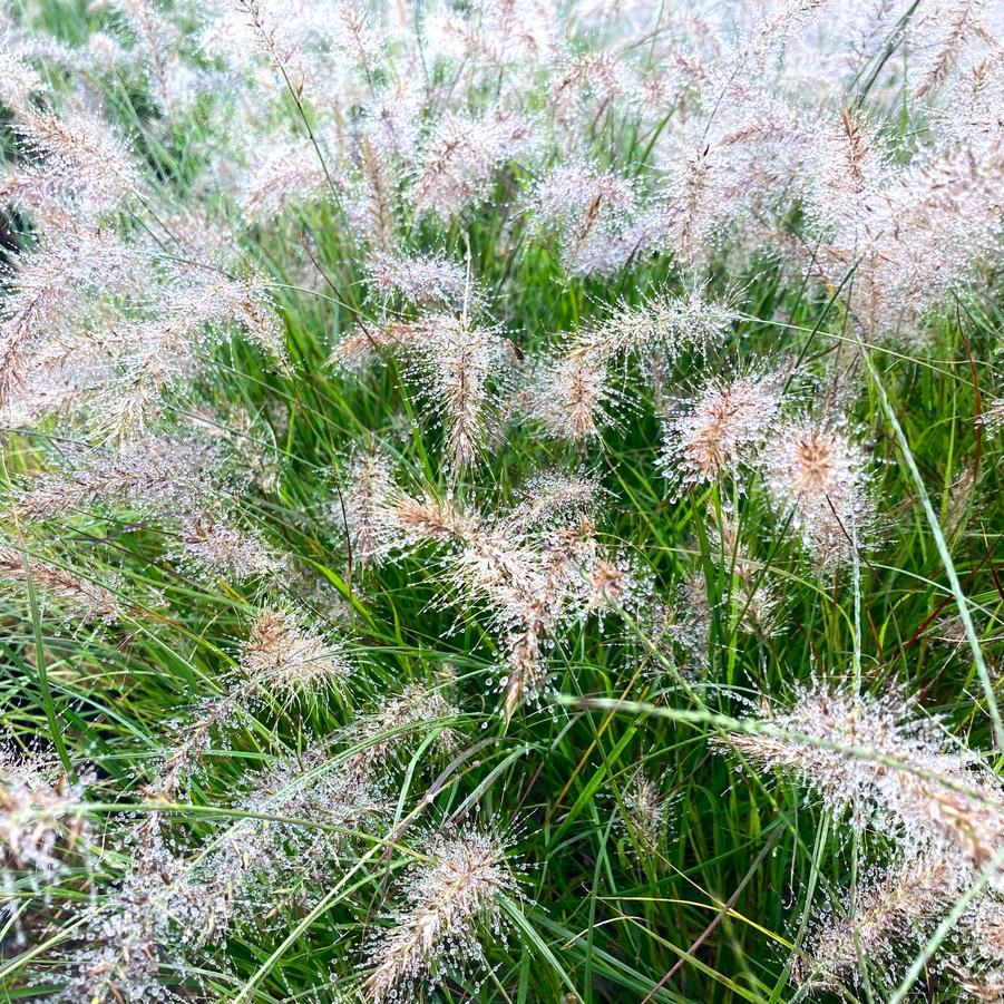 Pennisetum Piglet - Fountain Grass from Babikow Wholesale Nursery