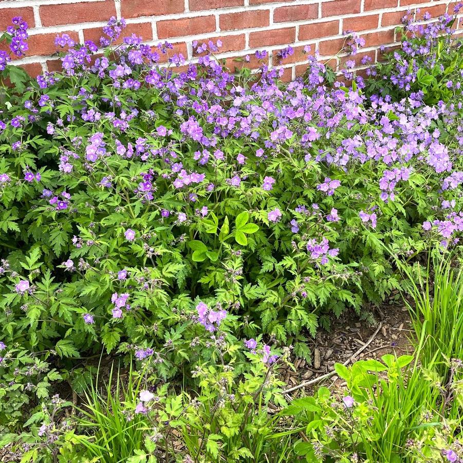 Phacelia bipinnatifida - Fernleaf Phacelia from Babikow Wholesale Nursery