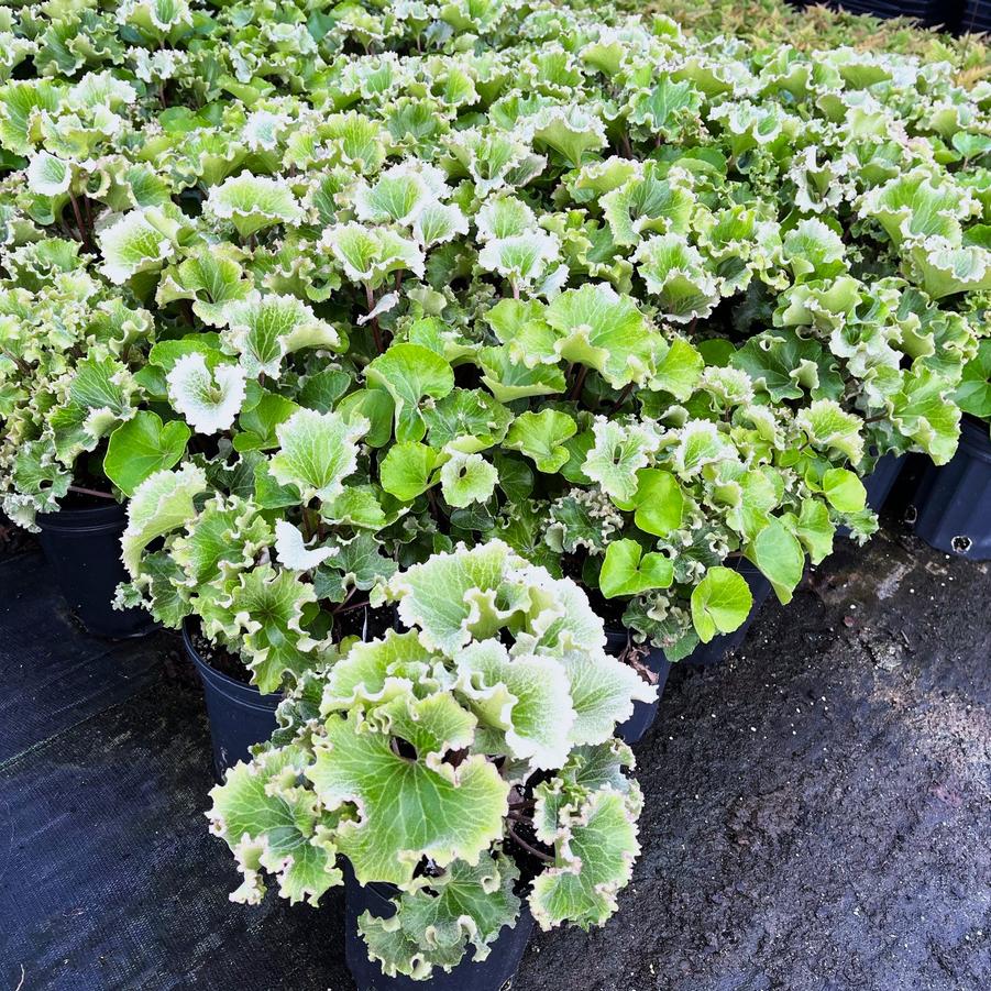 Farfugium 'Crispatum' - Crested Leopard Plant from Babikow Wholesale Nursery