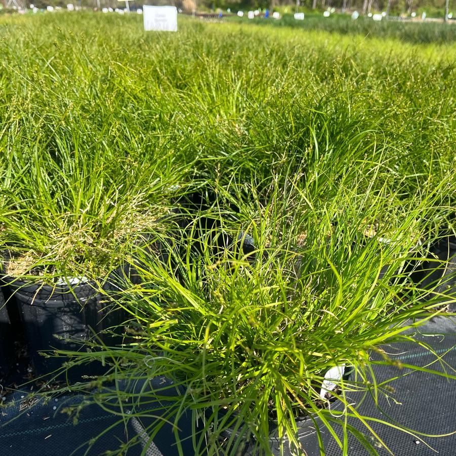 Carex rosea - Rosy Sedge from Babikow Wholesale Nursery