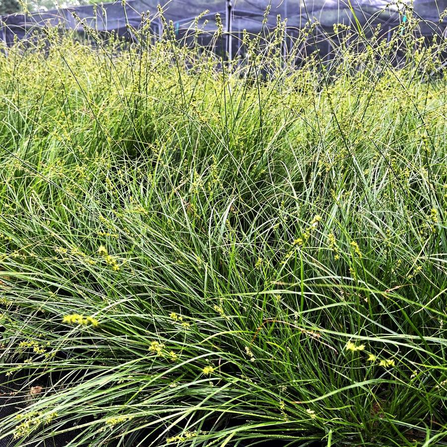 Carex socialis - Low Woodland Sedge from Babikow