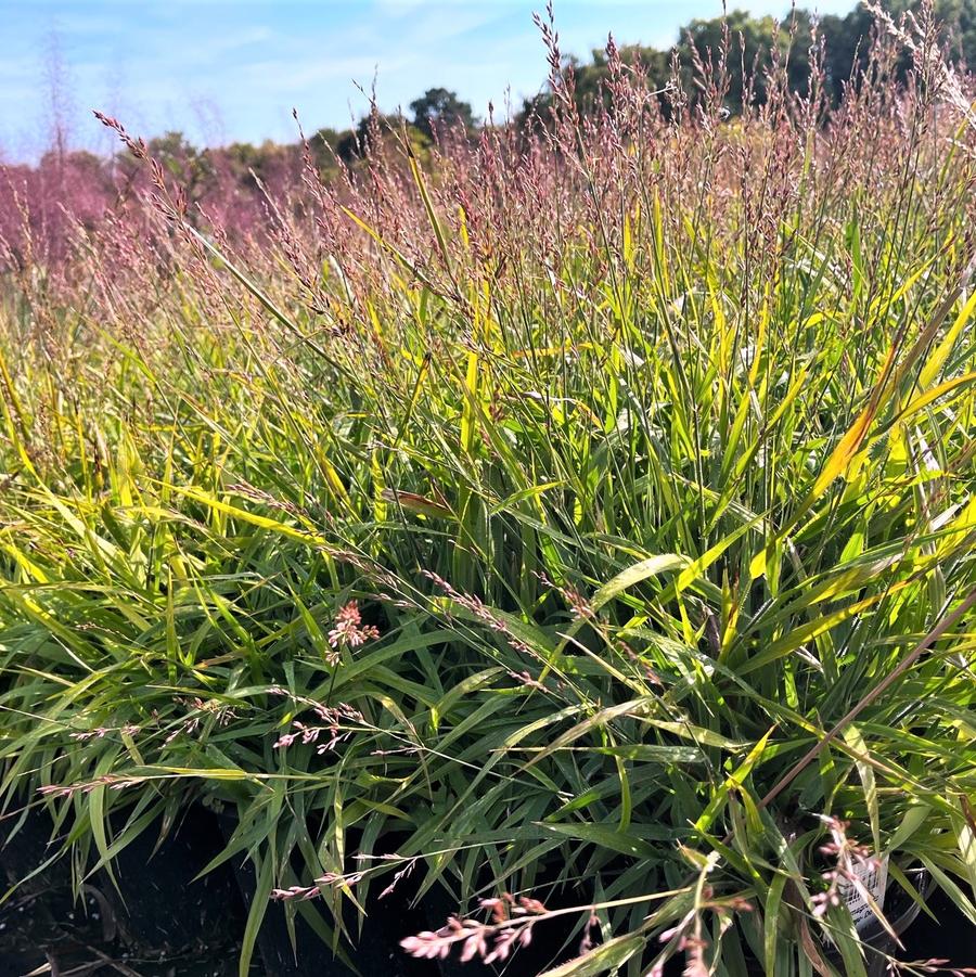 Calamagrostis 'Cheju- Do' - Dwarf Feather Reed Grass from Babikow Wholesale Nursery