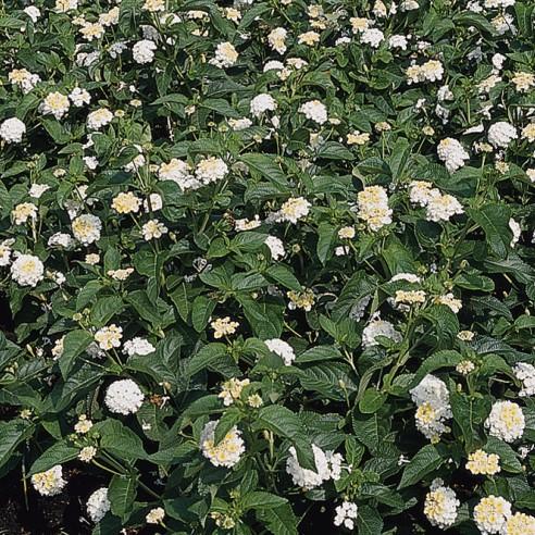 Lantana Landmark Landmark 'White' - from Babikow