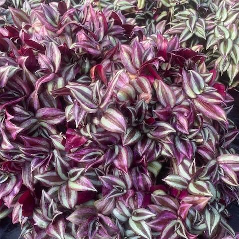 Wandering Jew Hanging Basket - from Babikow