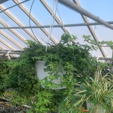 Mixed Ivy Hanging Basket-Mixed Varieties - from Babikow