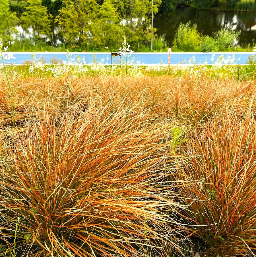 Carex testacea 'Prairie Fire' - New Zealand Hairy Sedge from Babikow Wholesale Nursery