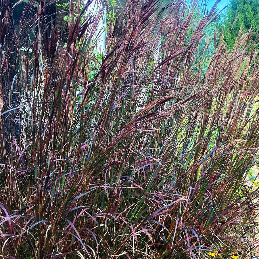 Andropogon 'Blackhawks' - Blackhawks Big Blue Srem from Babikow Wholesale Nursery