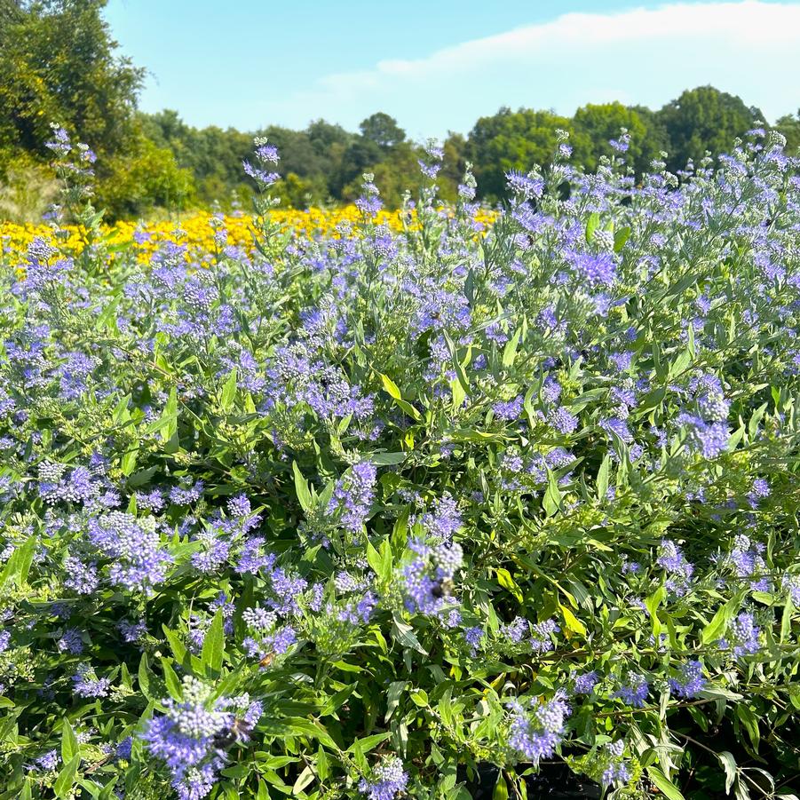 Caryopteris Dark Knight