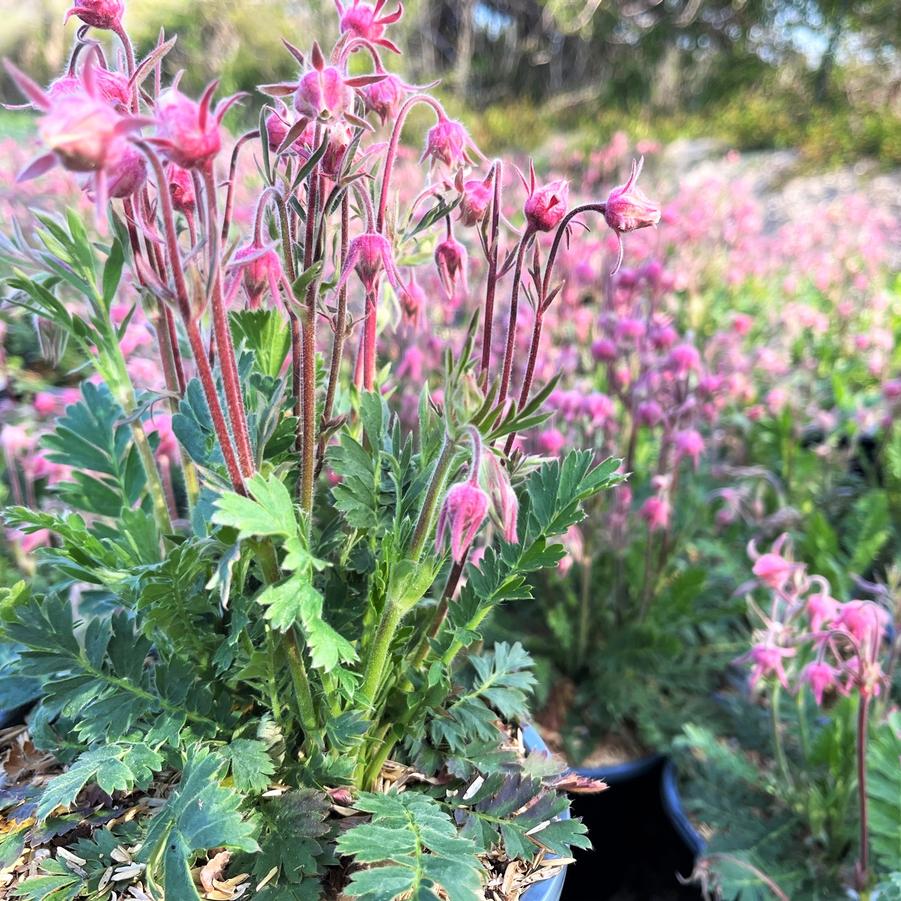 Geum triflorum - Prairie Smoke from Babikow Wholesale Nursery