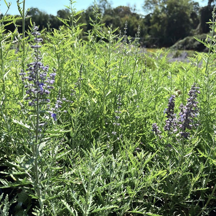 Perovskia atr. 'Blue Jean Baby' - Russian Sage from Babikow Wholesale Nursery