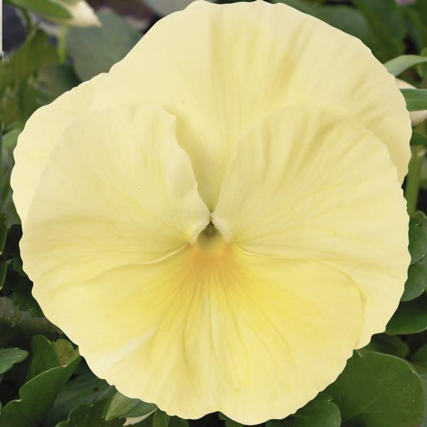 Pansy Matrix 'Primrose' - from Babikow