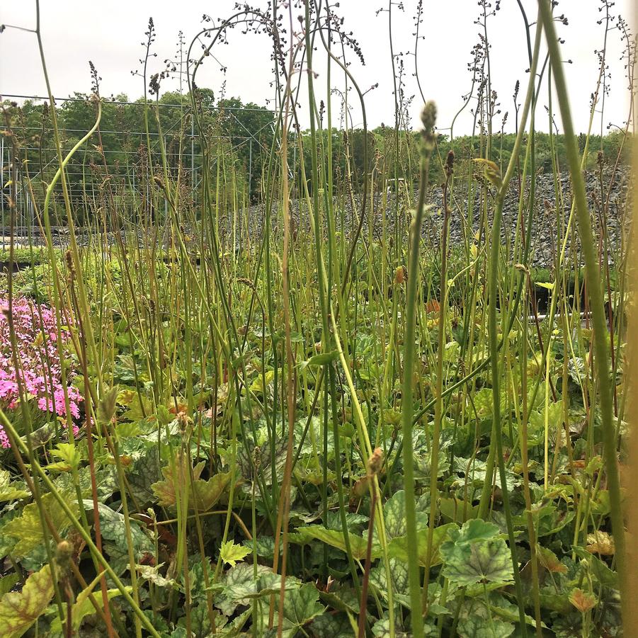 Heuchera americana - Coral bells from Babikow Wholesale Nursery