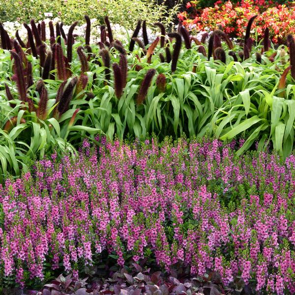 Pennisetum Glaucum 'Jade Princess' - Ornamental Millet from Babikow