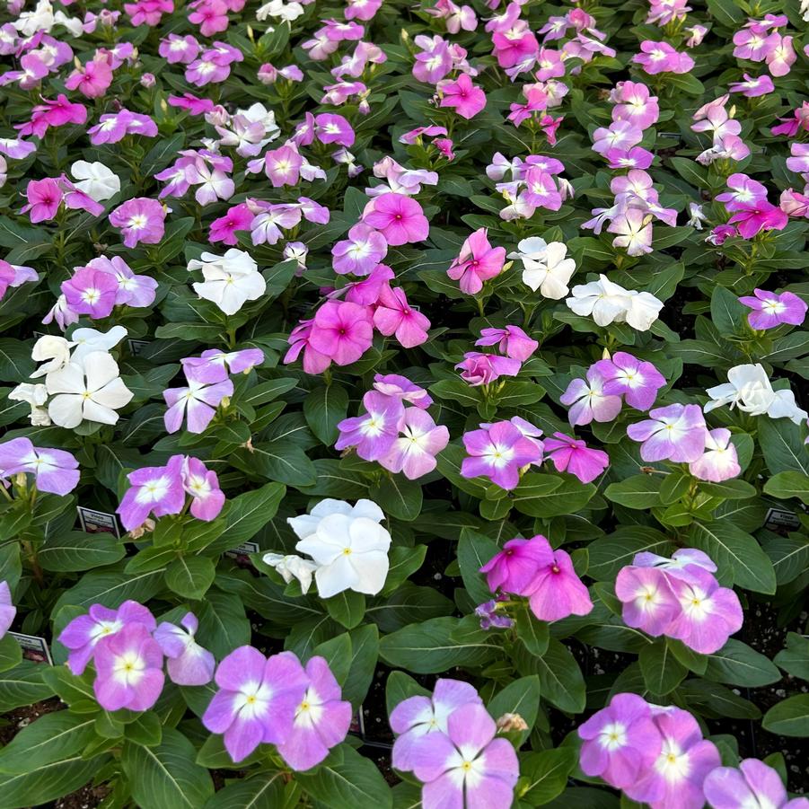 Vinca Titan 'Summer Breeze Mix' - from Babikow Wholesale Nursery