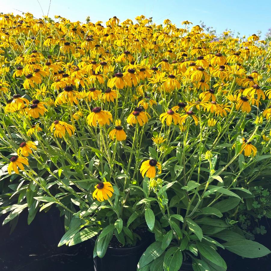 Rudbeckia ful. 'American Gold Rush' - from Babikow Wholesale Nursery