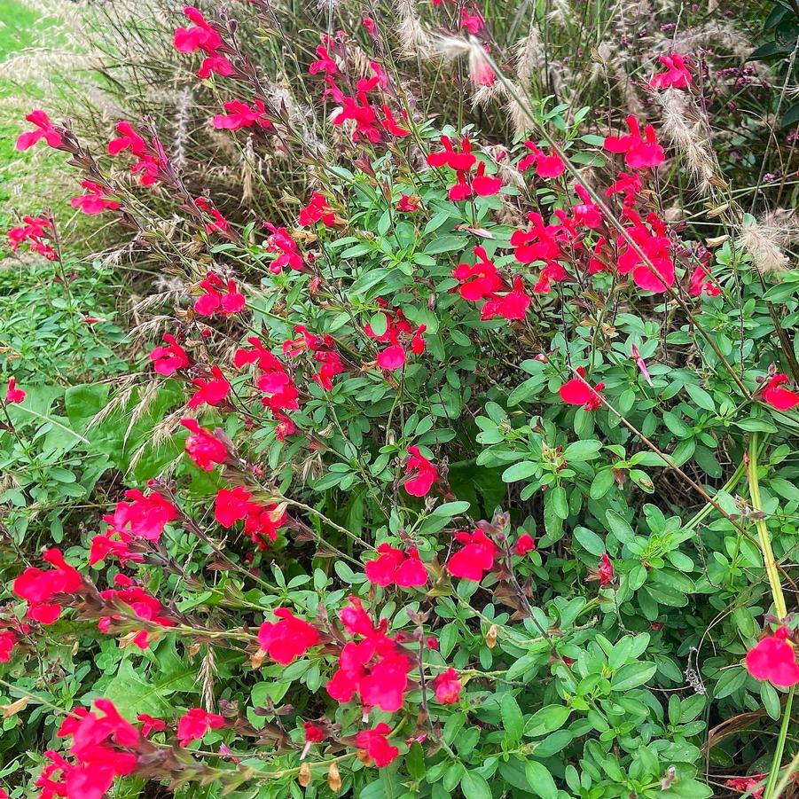 Salvia x 'Artic Blaze Red' - from Babikow Wholesale Nursery