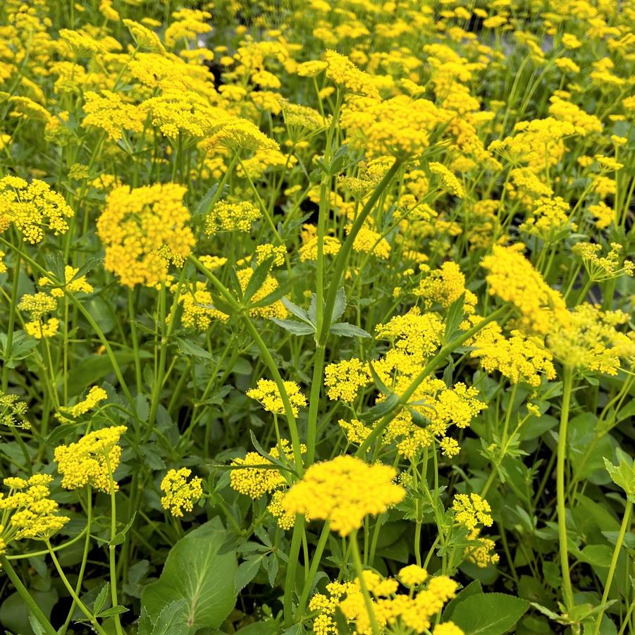 Zizia aptera - Heartleaf Meadow Parsnip from Babikow Wholesale Nursery