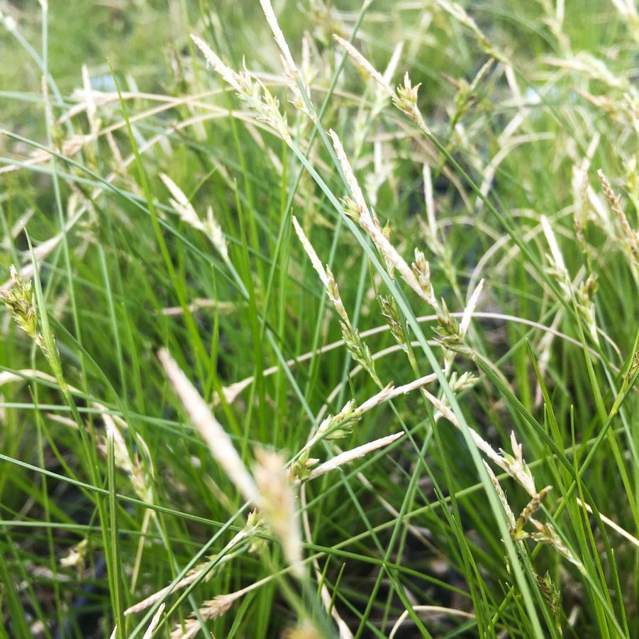 Carex woodii - Wood's Sedge from Babikow Wholesale Nursery