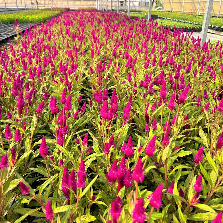 Celosia Intenz 'Classic' - from Babikow Wholesale Nursery