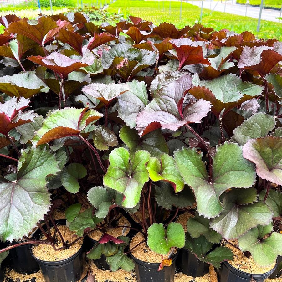 Ligularia den. 'Desdemona' - Ligularia from Babikow Wholesale Nursery