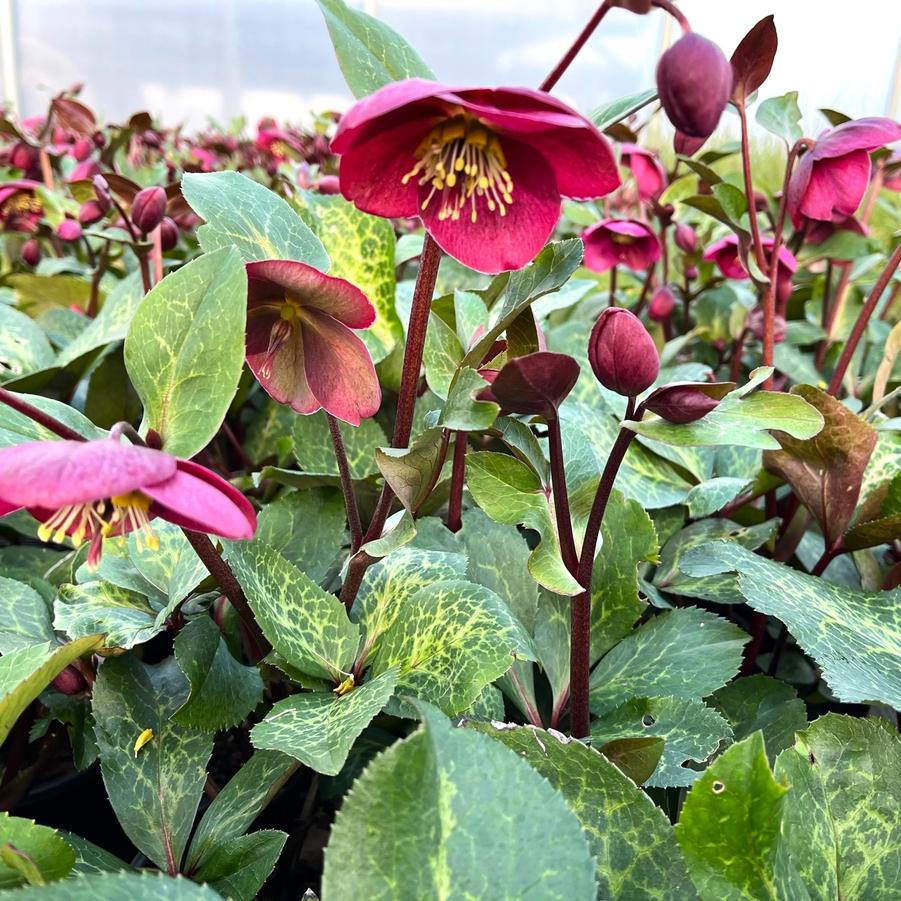 Helleborus 'Frostkiss Anna's Red' - from Babikow Wholesale Nursery